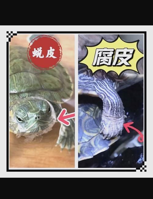 有哪些天然方法可以清潔龜殼，天然清潔龜殼方法