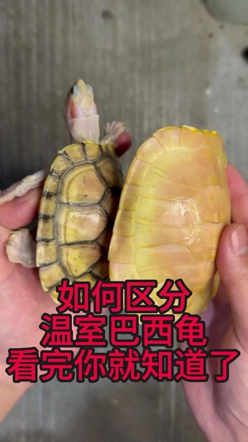 有哪些天然方法可以清潔龜殼，天然清潔龜殼方法