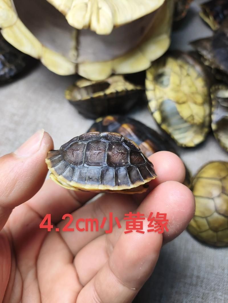 有哪些天然方法可以清潔龜殼，天然清潔龜殼方法