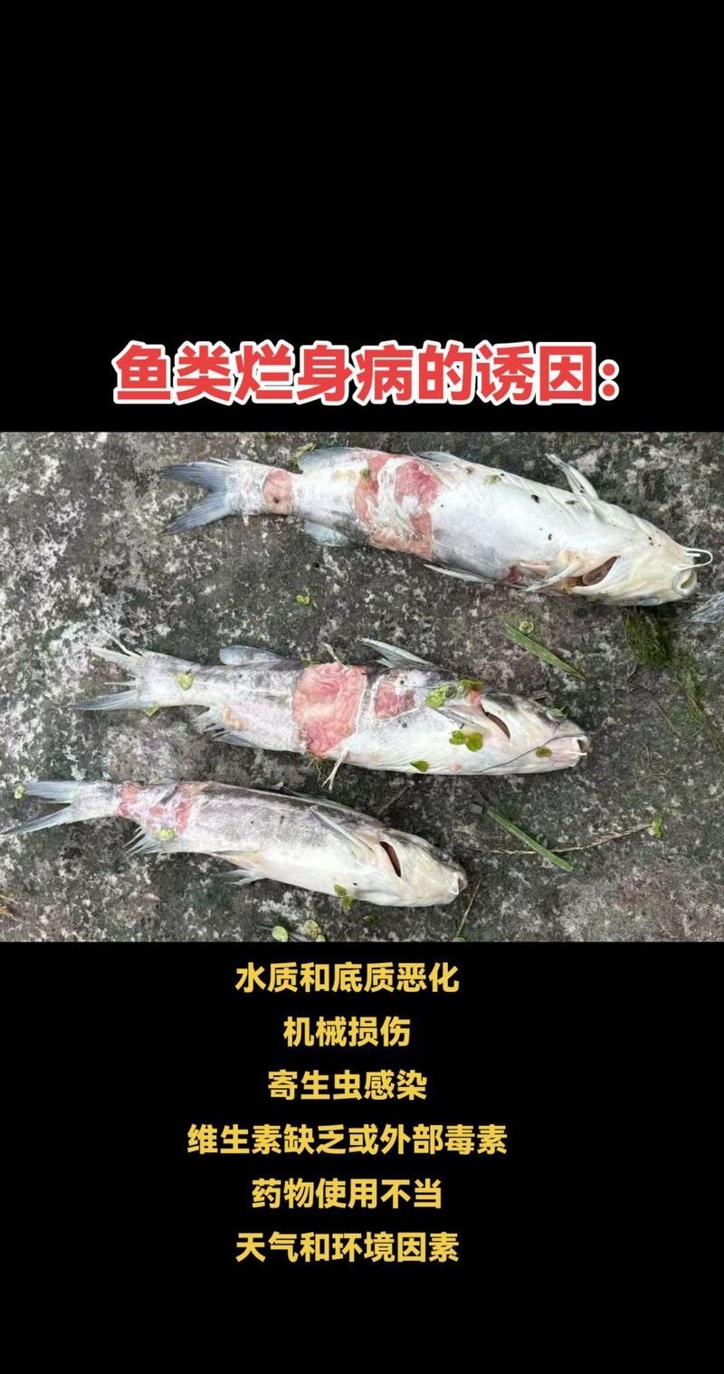 給我一些預防龍魚爛身病的圖片或視頻，如何預防龍魚爛身病