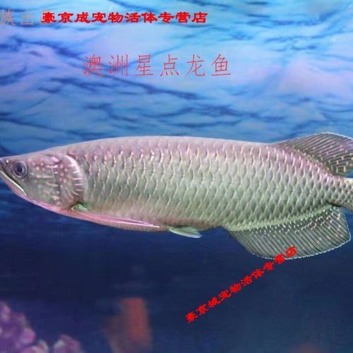 星點龍魚的市場價格是多少，星點龍魚市場價格是多少星點龍魚市場價格走勢如何