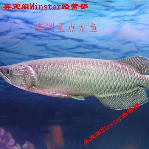 星點龍魚的市場價格是多少，星點龍魚市場價格是多少星點龍魚市場價格走勢如何