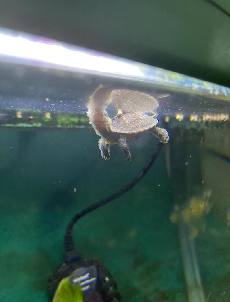 哪種藥物治療龍魚水霉最有效？，arxiv論文助手arxiv論文助手arxiv論文助手