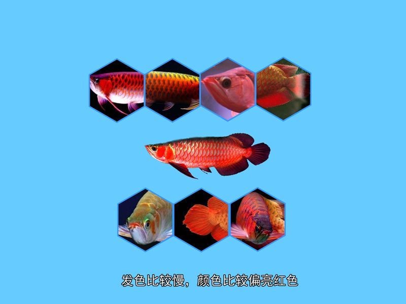 有哪些龍魚品種下顎弧度較好，辣椒紅龍的下顎弧度最佳的龍魚品種下顎弧度較為突出