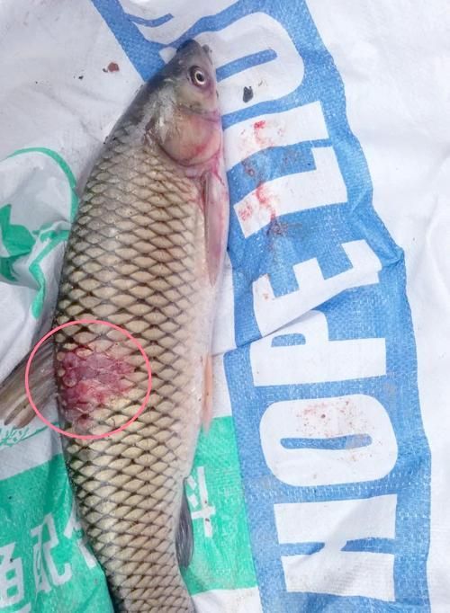 能否提供更多魚體滲血的圖片，如何判斷魚體滲血