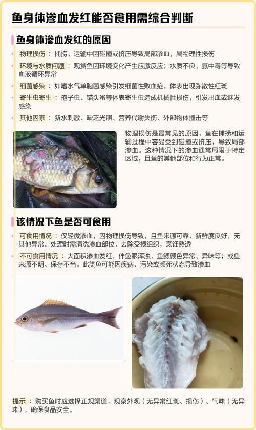 能否提供更多魚體滲血的圖片，如何判斷魚體滲血