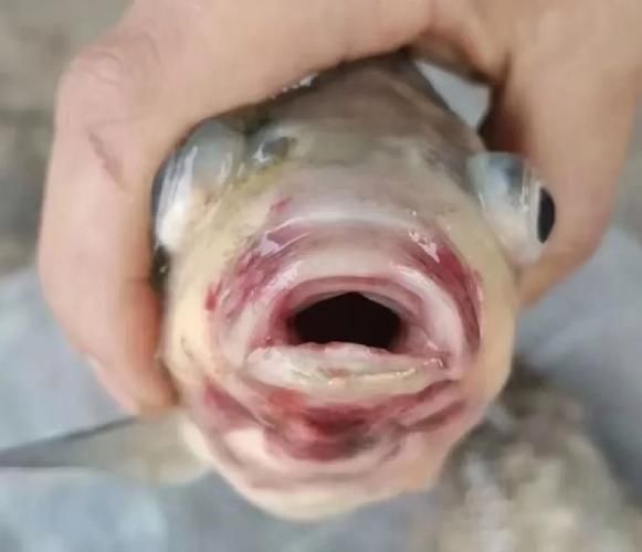 能否提供更多魚體滲血的圖片，如何判斷魚體滲血