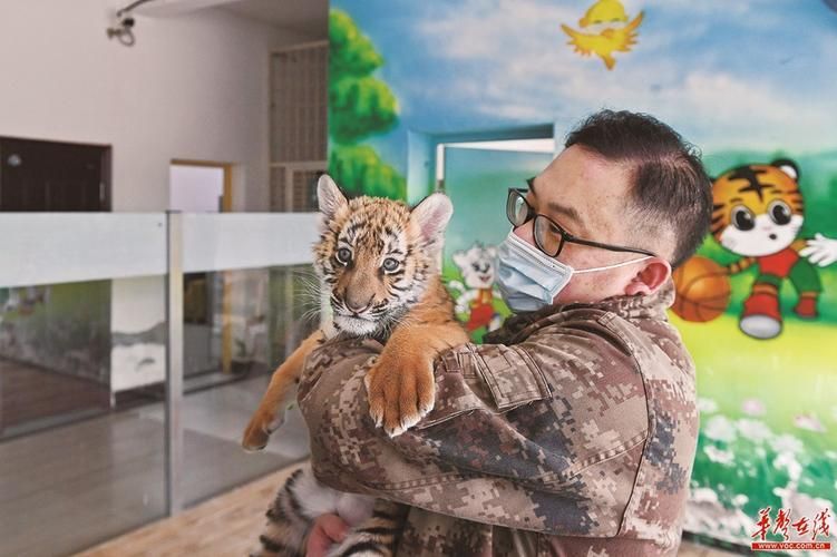 三紋虎的保育措施有哪些，《水滸傳》三紋虎的保育措施有哪些