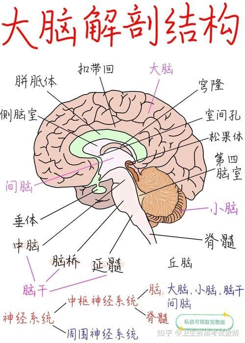 火龍魚和蠑螈哪個更聰明，火龍魚與蠑螈的認知能力對比