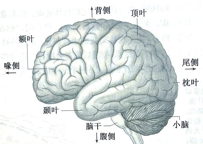 火龍魚和蠑螈哪個更聰明，火龍魚與蠑螈的認知能力對比
