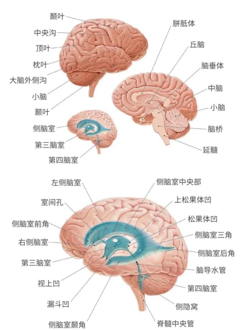 火龍魚和蠑螈哪個更聰明，火龍魚與蠑螈的認知能力對比
