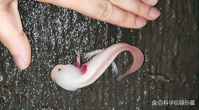火龍魚和蠑螈哪個更聰明，火龍魚與蠑螈的認知能力對比