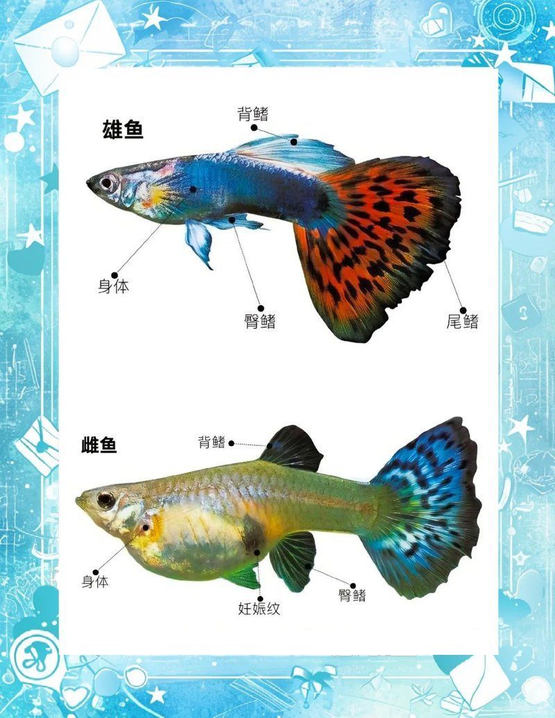 如何判斷孔雀魚是否即將生產，如何判斷孔雀魚是否即將生產,孔雀魚是否即將生產
