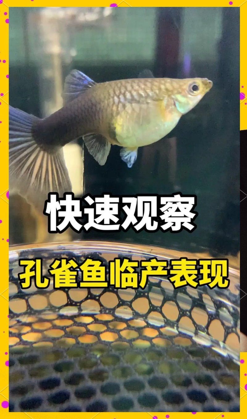 如何判斷孔雀魚是否即將生產，如何判斷孔雀魚是否即將生產,孔雀魚是否即將生產