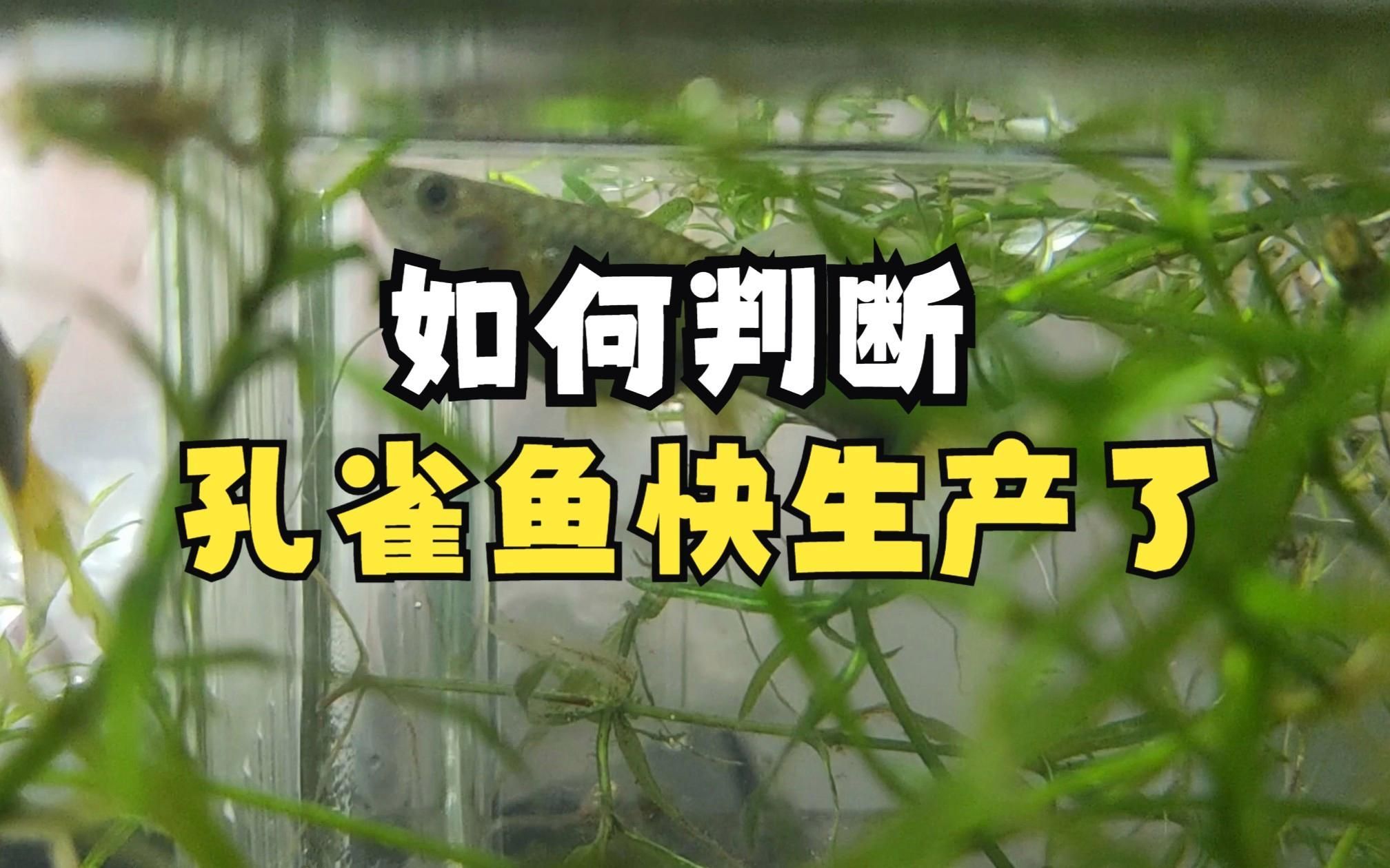 如何判斷孔雀魚是否即將生產，如何判斷孔雀魚是否即將生產,孔雀魚是否即將生產