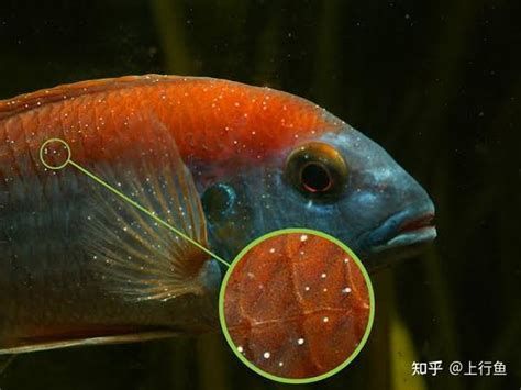 龍魚白點病有哪些癥狀？，龍魚白點病有哪些癥狀