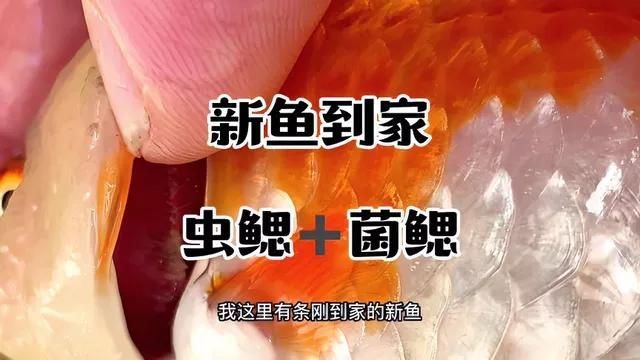 如何判斷魚是否患上菌鰓或蟲鰓，如何判斷魚患上菌鰓或蟲鰓