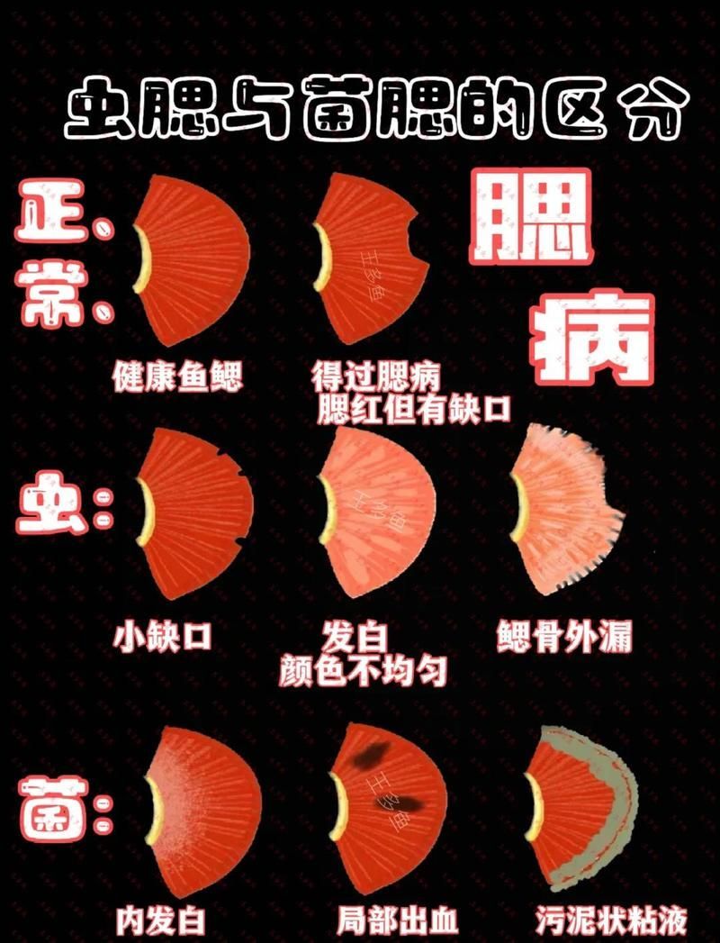 如何判斷魚是否患上菌鰓或蟲鰓，如何判斷魚患上菌鰓或蟲鰓