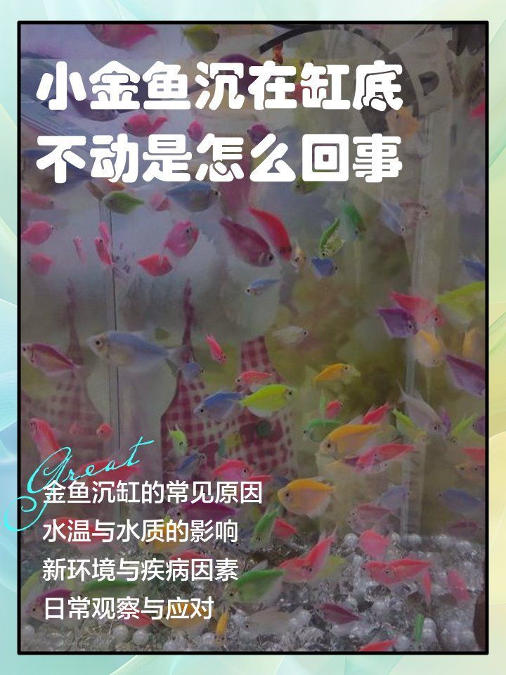 金魚趴缸底如何治療，小金魚沉在缸底不動是怎么回事