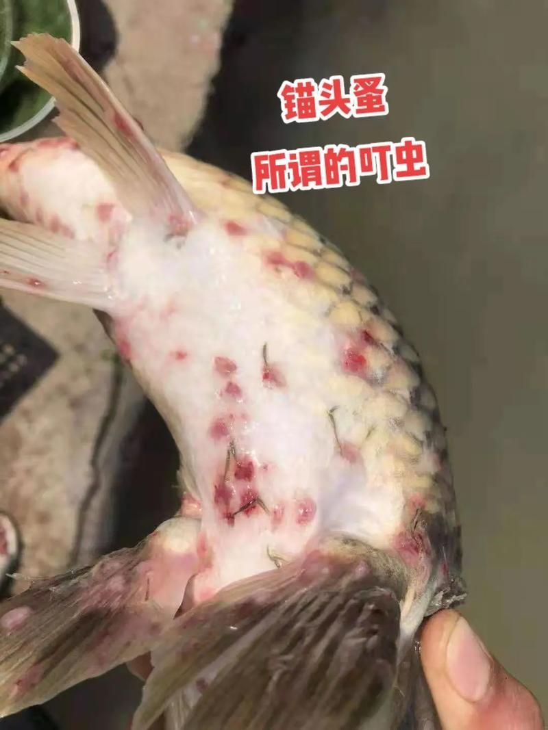 如何判斷龍魚是否患有體外寄生蟲？，如何判斷龍魚體外寄生蟲
