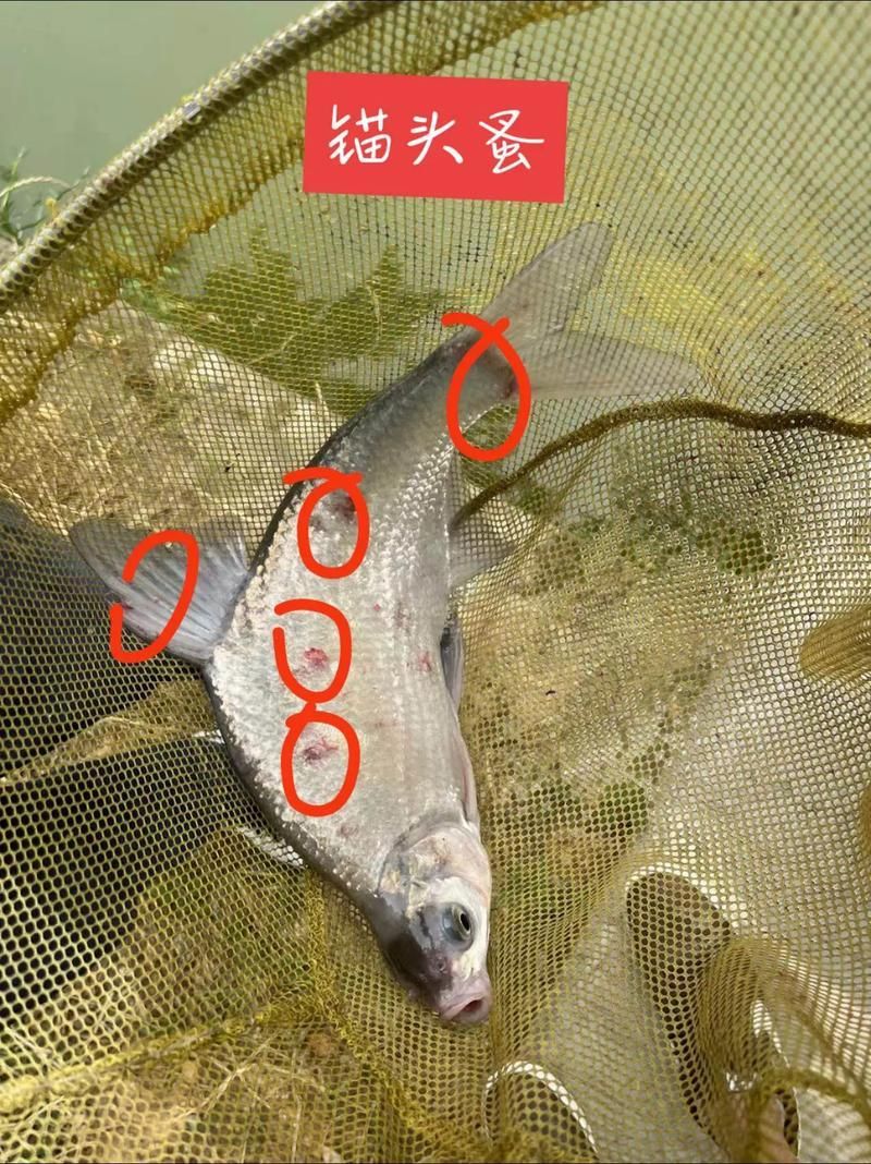 如何判斷龍魚是否患有體外寄生蟲？，如何判斷龍魚體外寄生蟲