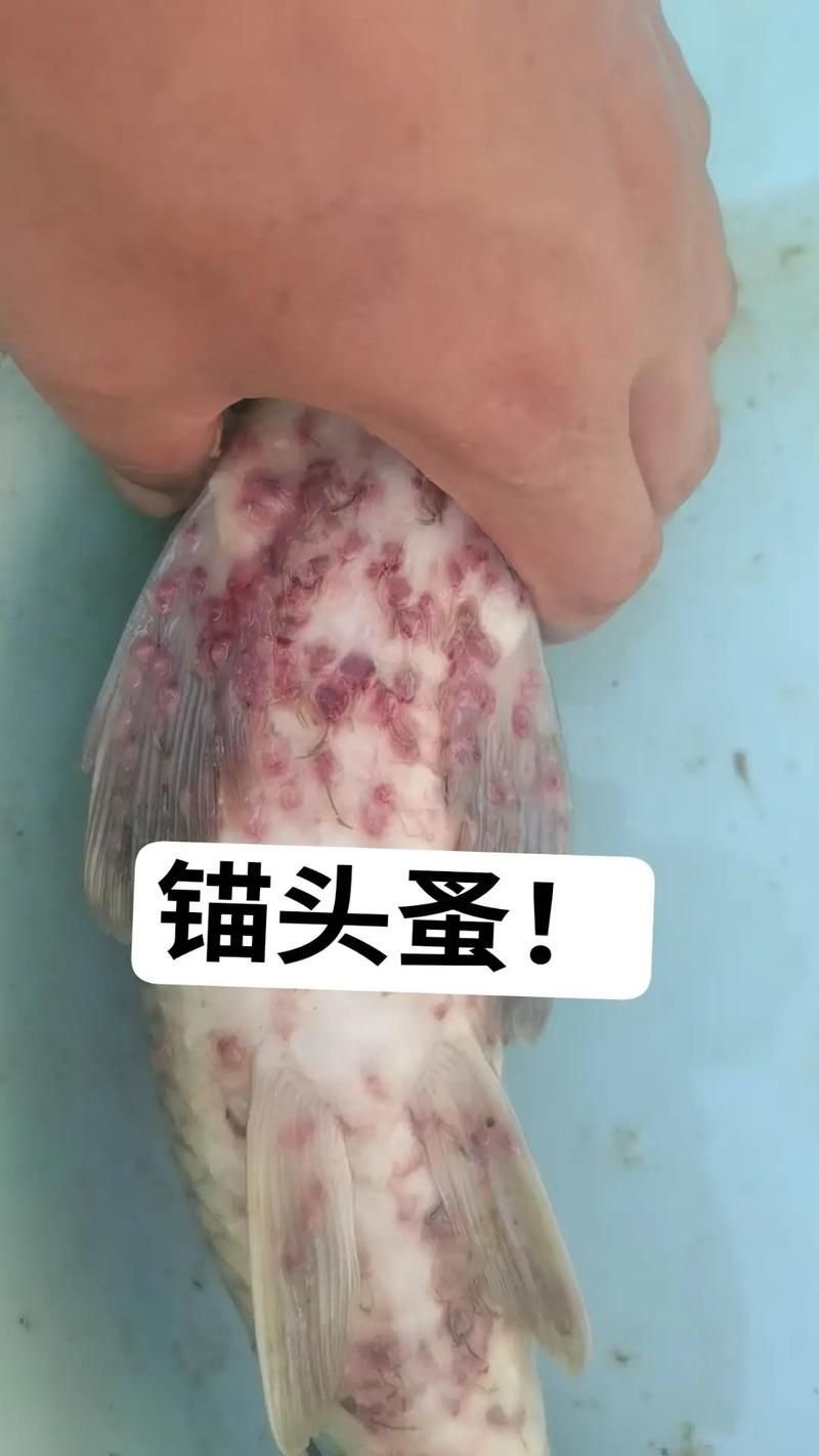 如何判斷龍魚是否患有體外寄生蟲？，如何判斷龍魚體外寄生蟲
