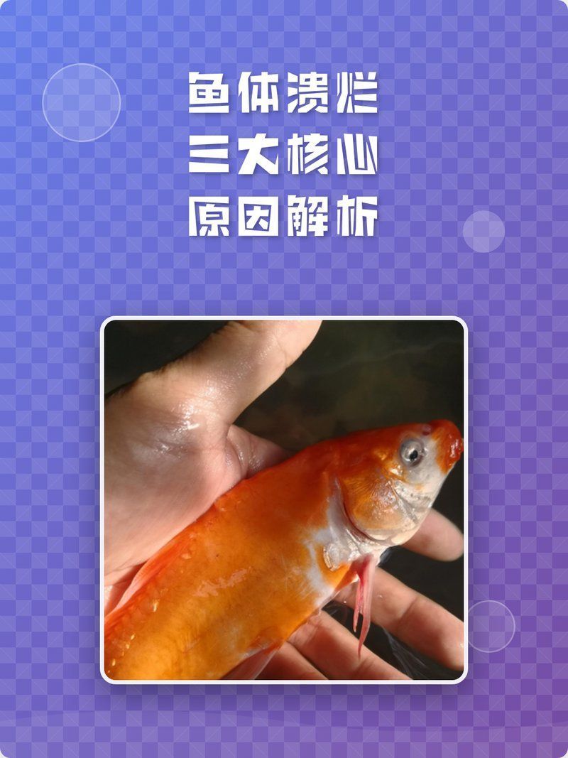 如何判斷魚身上潰爛的原因，判斷魚身上潰爛的原因需要綜合觀察和分析
