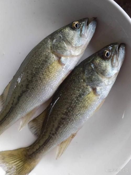 能否提供更多高利潤淡水魚的圖片，加州鱸、鱖魚、黃顙魚哪個最賺錢