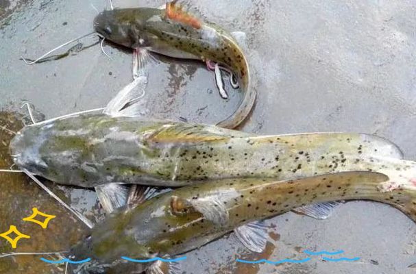 能否提供更多高利潤淡水魚的圖片，加州鱸、鱖魚、黃顙魚哪個最賺錢