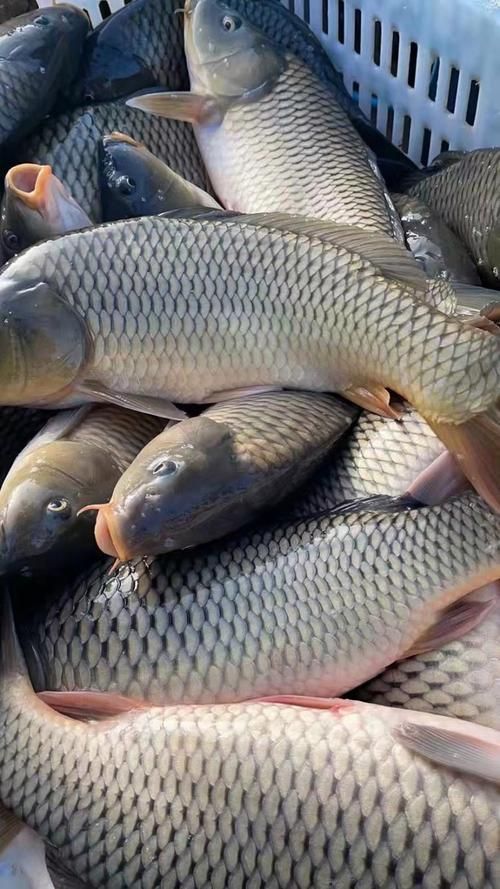 能否提供更多高利潤淡水魚的圖片，加州鱸、鱖魚、黃顙魚哪個最賺錢