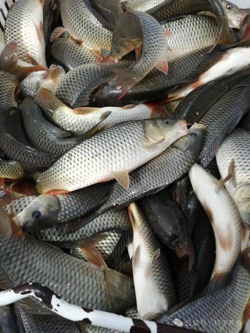 能否提供更多高利潤淡水魚的圖片，加州鱸、鱖魚、黃顙魚哪個最賺錢