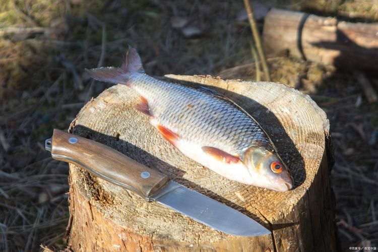 能否提供更多高利潤淡水魚的圖片，加州鱸、鱖魚、黃顙魚哪個最賺錢