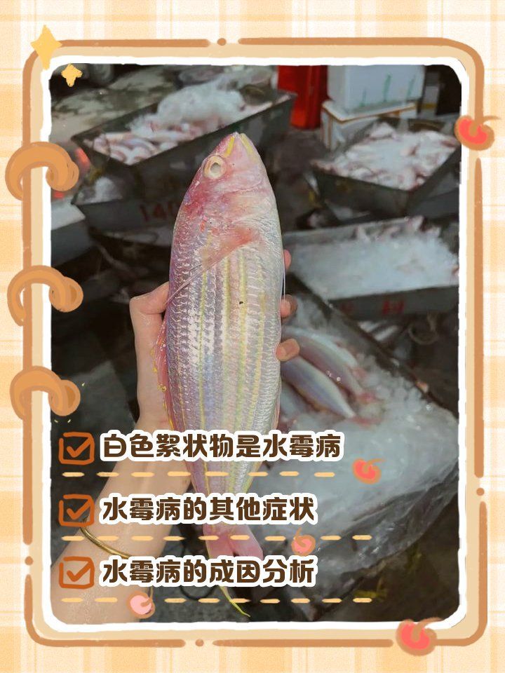 龍魚水霉病最佳治療方法是什么，最令人頭疼的龍魚疾病之頑固性水霉の來龍去脈