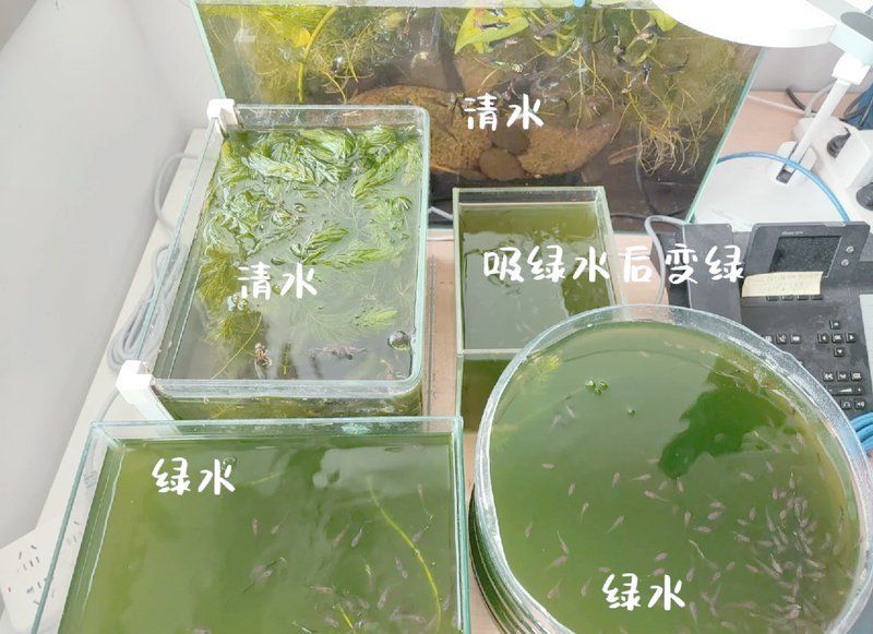 綠水養魚有哪些注意事項，綠水養魚有哪些注意事項,
