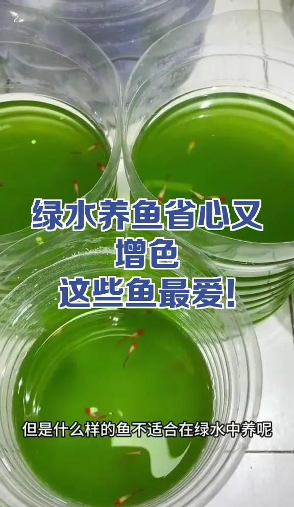 綠水養魚有哪些注意事項，綠水養魚有哪些注意事項,