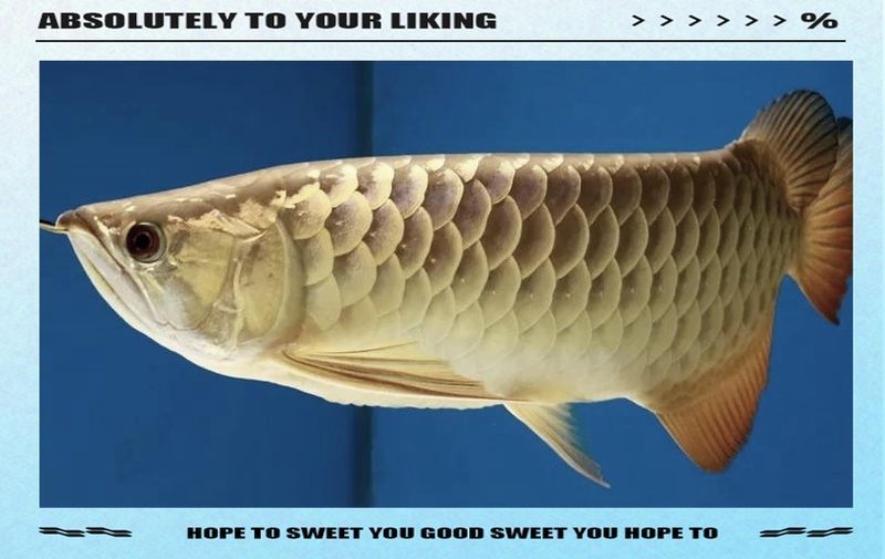哪種藥物對龍魚鱗片發黑最有效，龍魚鱗片發黑可能是由多種原因造成的
