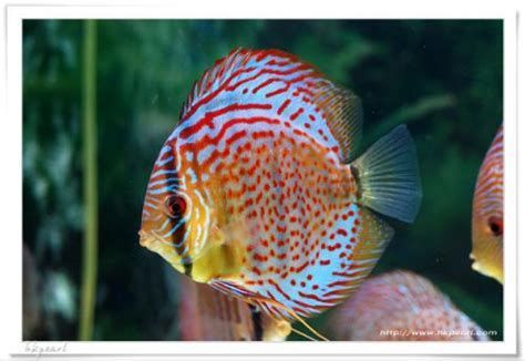七彩神仙魚，七彩神仙魚,