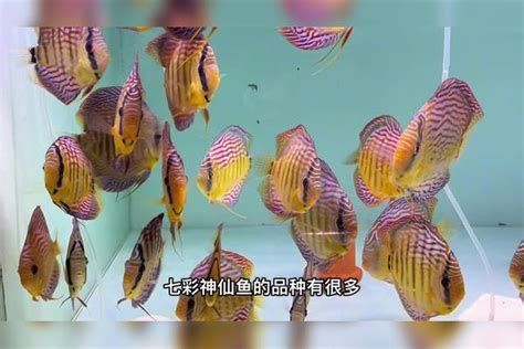 七彩神仙魚，七彩神仙魚,