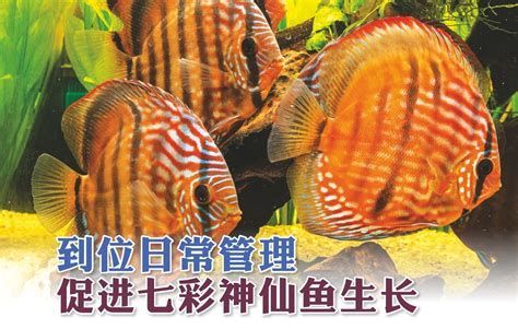 七彩神仙魚，七彩神仙魚,