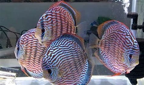 七彩神仙魚，七彩神仙魚,
