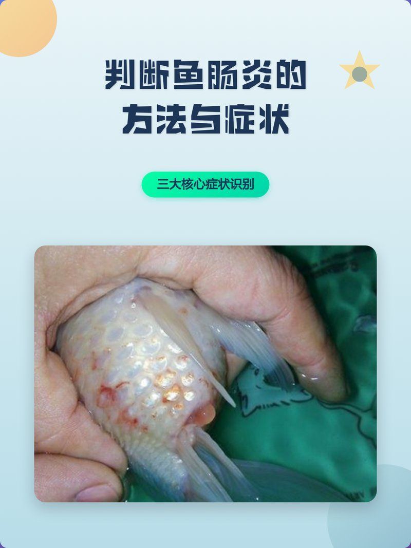 怎么判斷魚得了腸炎，如何判斷魚得了腸炎