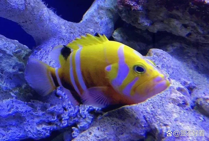 購買觀賞魚時如何討價還價，冬季網購觀賞魚提示，冬季網購觀賞魚注意事項