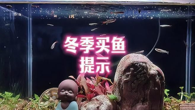 購買觀賞魚時如何討價還價，冬季網購觀賞魚提示，冬季網購觀賞魚注意事項