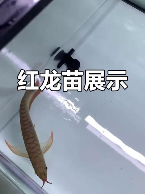 龍魚漁場四大品牌哪個口碑最好？，龍魚漁場四大品牌哪個口碑最好，