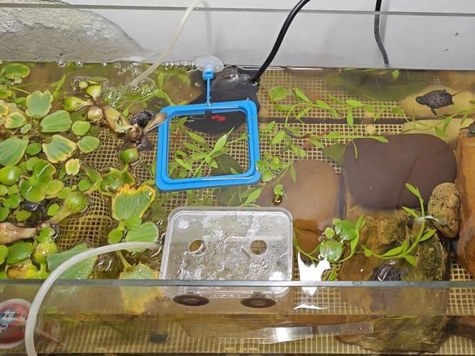 龍龜放魚缸多久見效