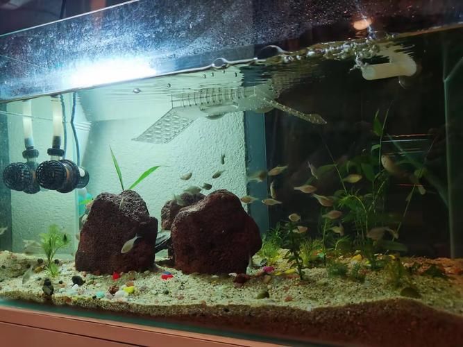 龍龜放魚缸多久見效