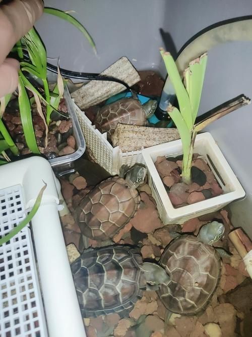 龍龜放魚缸多久見效