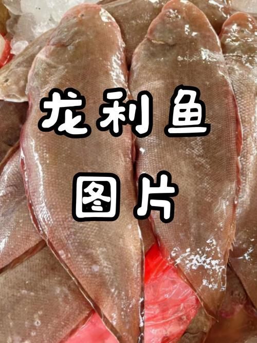 如何區分江龍魚和其他冷水魚？，如何區分江龍魚