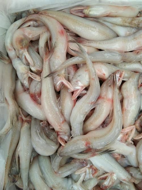 如何區分江龍魚和其他冷水魚？，如何區分江龍魚