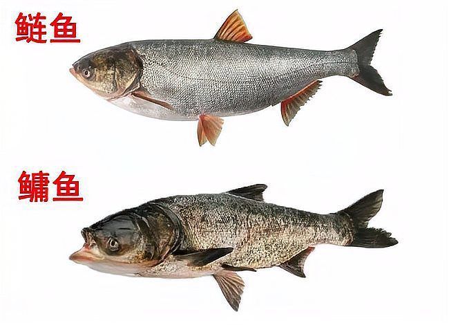 如何區分江龍魚和其他冷水魚？，如何區分江龍魚